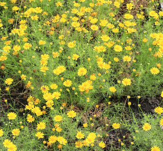 领域的 dahlberg 雏菊在花园里