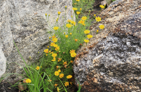 领域的 dahlberg 雏菊在花园里