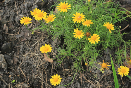 领域的 dahlberg 雏菊在花园里