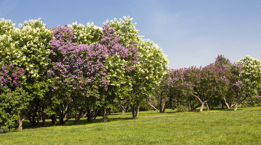 丁香花园