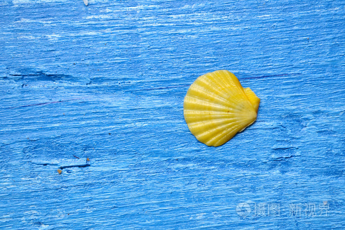 在蓝色的木制背景贝壳