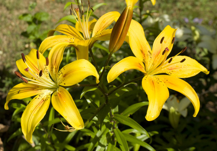 三个黄色百合花