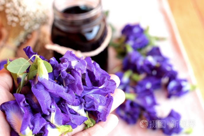 安臣开花水和新鲜的安臣花紫色