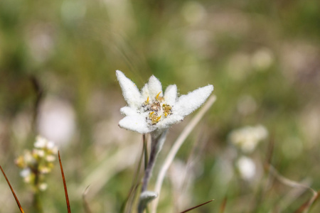 雪绒花