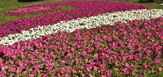 花与粉红色的 petunia