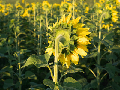 fieldside背面的向日葵为背景,集照片