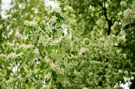 桃花苹果