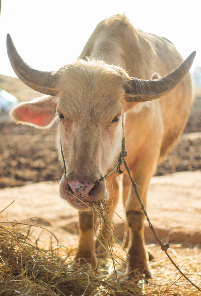 白化野牛 (粉红色水牛) 咀嚼鹅肝