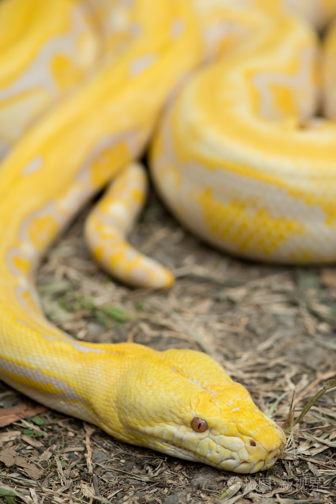 金蟒网蟒蟒网蟒