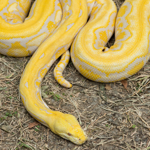 金蟒网蟒(蟒网蟒)金蟒黄蛇卧纹背景/白化瘤瓦兰特写肖像在水晶球皇家