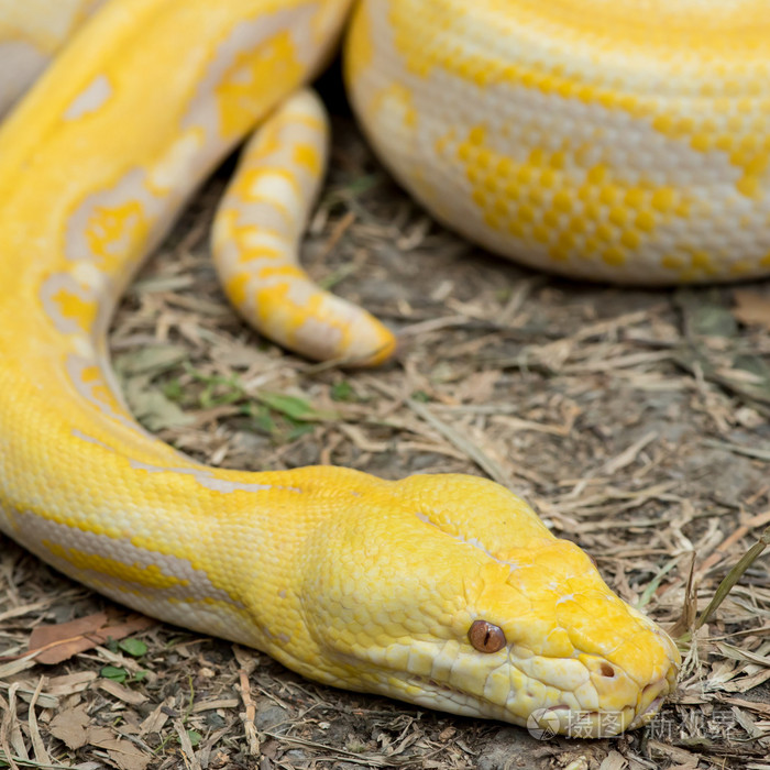 金蟒网蟒蟒网蟒