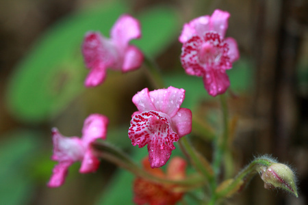 粉红色的野生花卉后雨