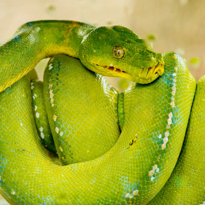 绿树 python