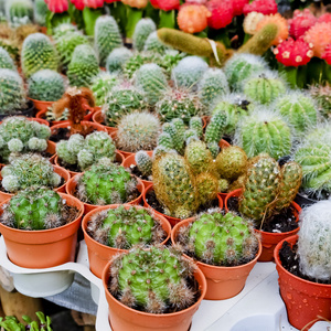 仙人掌，仙人掌植物在花盆里