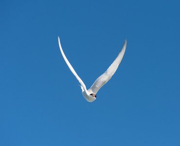 在蓝蓝的天空中飞行的燕鸥