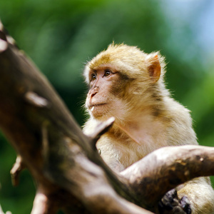 美丽 macaco 猴子在森林里