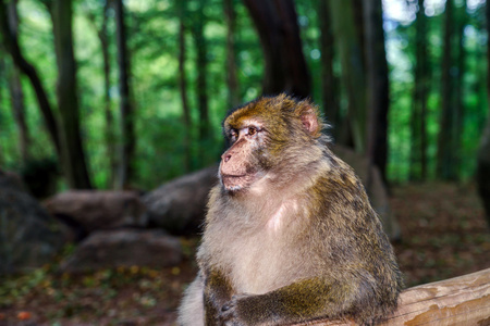 美丽 macaco 猴子在森林里