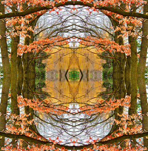 秋树抽象对称