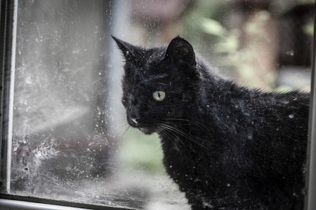 老窗户附近的黑猫