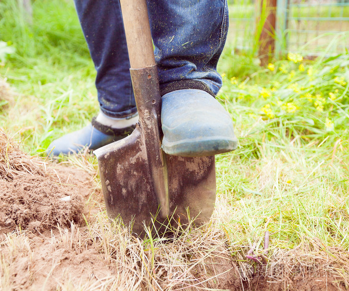 男子挖土在花园的特写图片