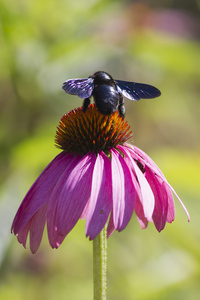 蜜蜂在花园里的紫锥菊
