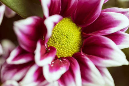 红紫色花瓣花盛开孤立的绿色背景