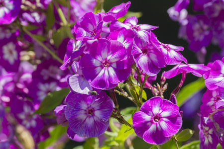 粉红色的花在花园里