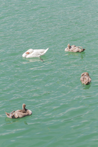 湖上的鸭子