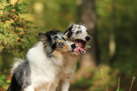 有趣的边境牧羊犬狗给一个吻