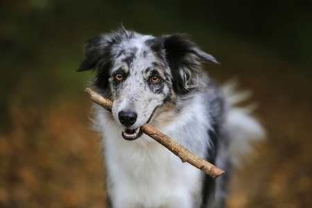 拿着一根棍子的边境牧羊犬