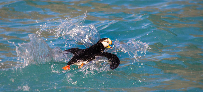 在水中阿拉斯加海雀照片