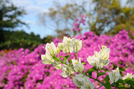 花园中的花