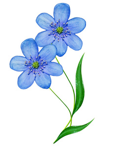 白色雪莲花图片-白色雪莲花素材-白色雪莲花插画-摄图新视界