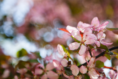 樱花在模糊的自然背景上春天的花朵春天背景与波克
