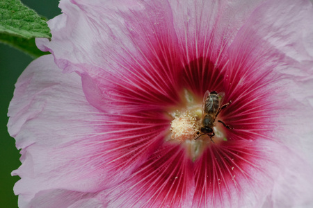 粉红色的霍利霍克 阿尔塞亚 和一只蜜蜂
