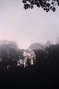 婆罗洲雾雨林在清晨