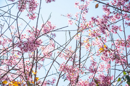 棵杏树开花的树