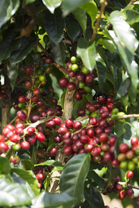 成熟的咖啡豆水果