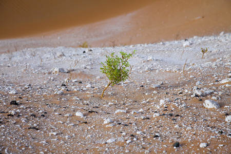 幸存的利瓦绿洲，阿拉伯联合酋长国沙丘上的植物