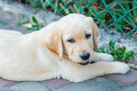 拉布拉多犬小狗在院子里