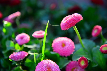 花园胡同花在大明亮的头图片