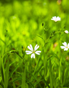 在森林里的白花海葵