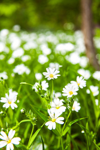 在森林里的白花海葵