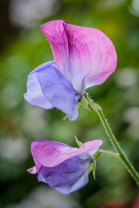 花不