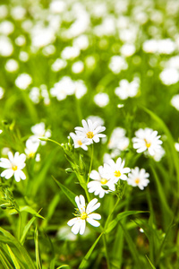 在森林里的白花海葵