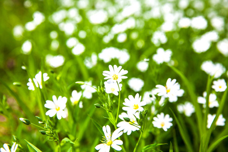 在森林里的白花海葵