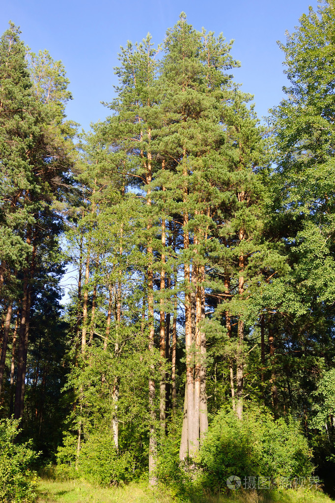 在夏天的松树林