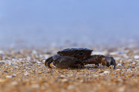活着的螃蟹图片