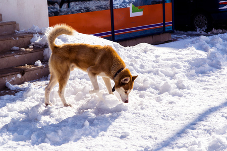 狗在被雪覆盖的街道上寻找食物