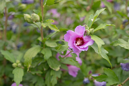 美丽的芙蓉花